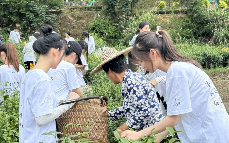 閩衛(wèi)院學(xué)子三下鄉(xiāng)：體驗(yàn)古法制茶技術(shù)，品味“下黨的味道”