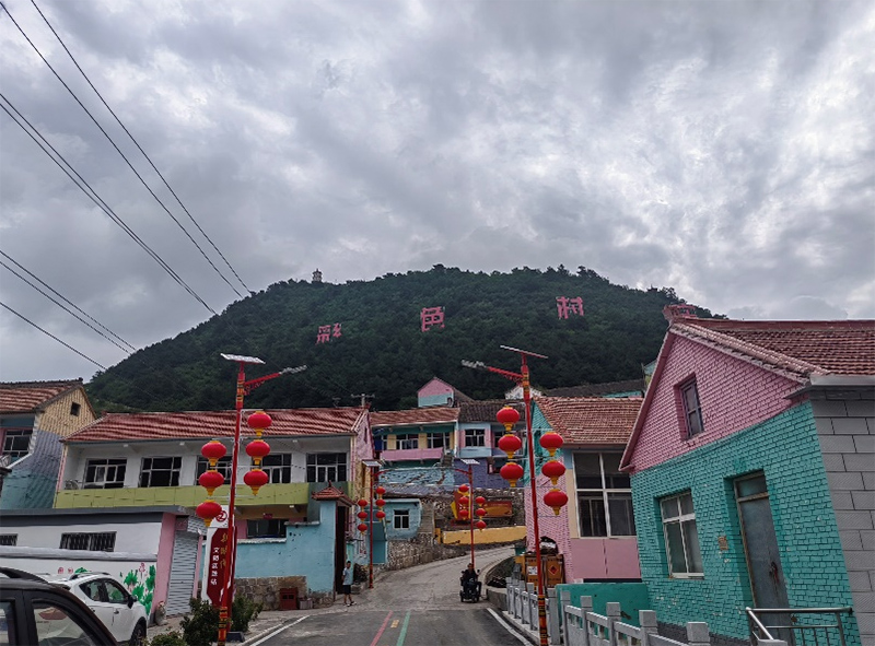 七彩村莊煥發(fā)新生機(jī)，連翹產(chǎn)業(yè)助力鄉(xiāng)村振興